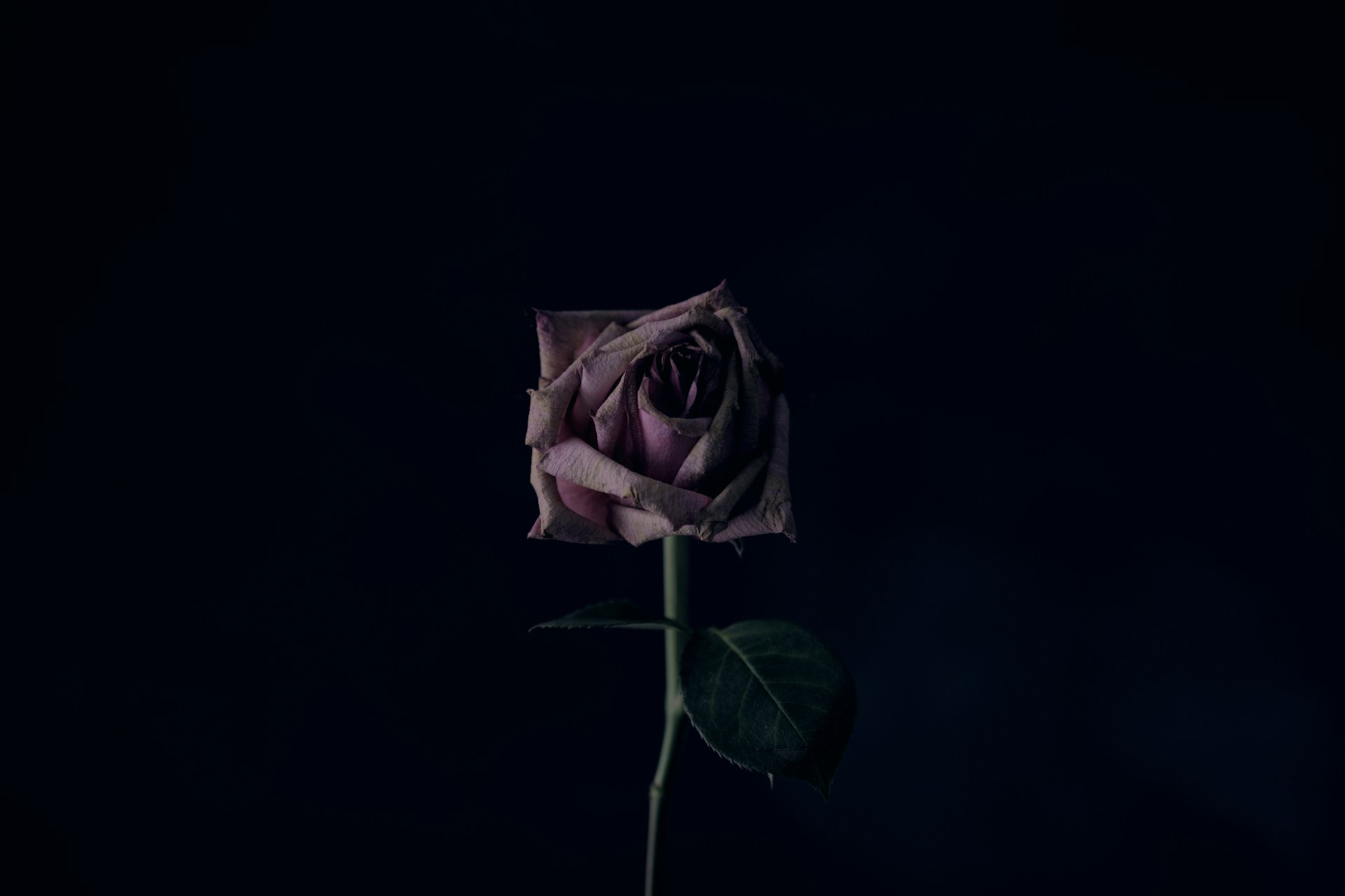 A faded and slightly wilted purple rose